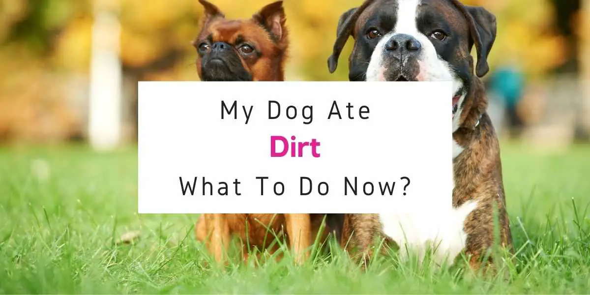 what to do if dog ate dirt