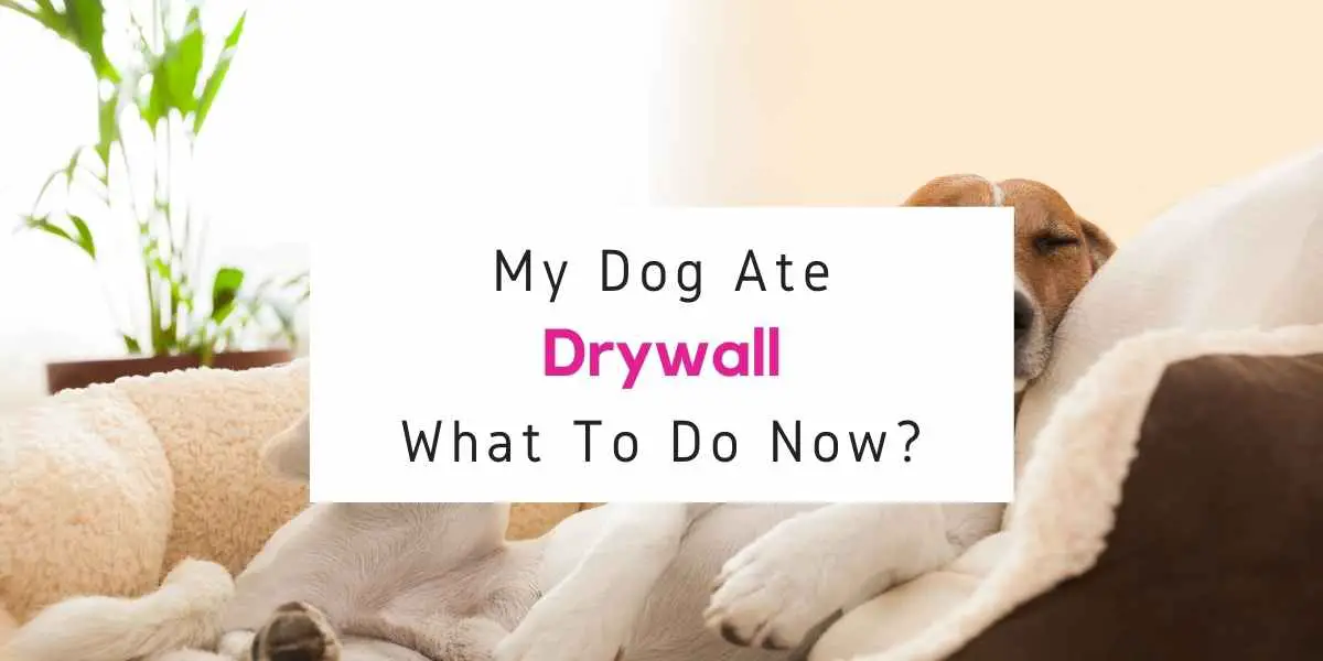 what to do if dog ate drywall