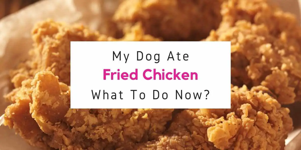 what to do if dog ate fried chicken