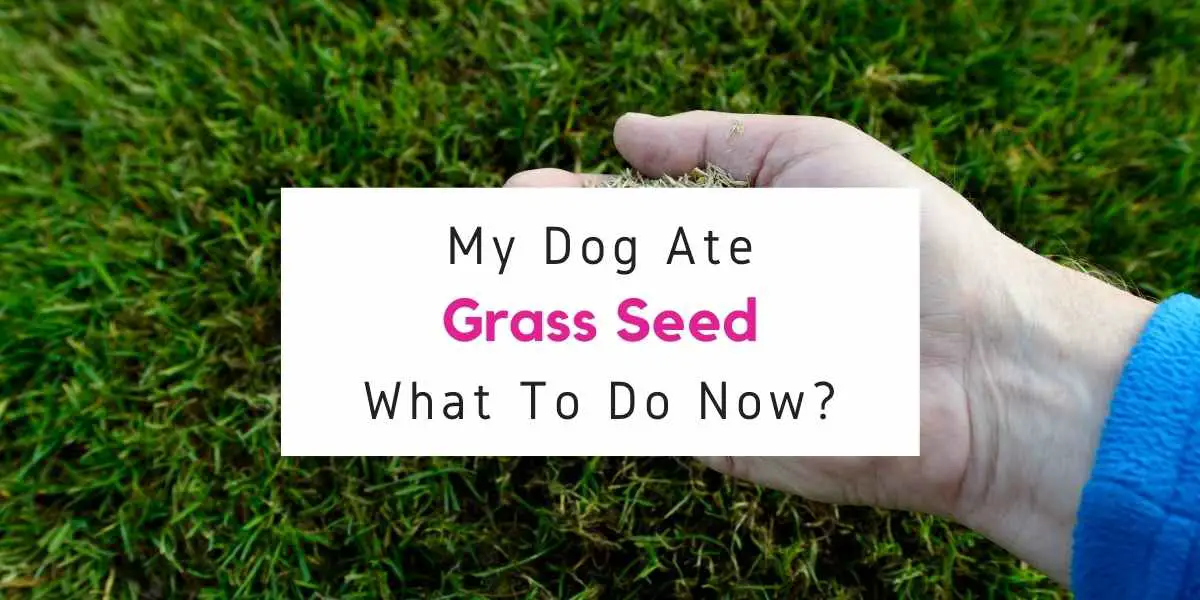my dog ate grass seed