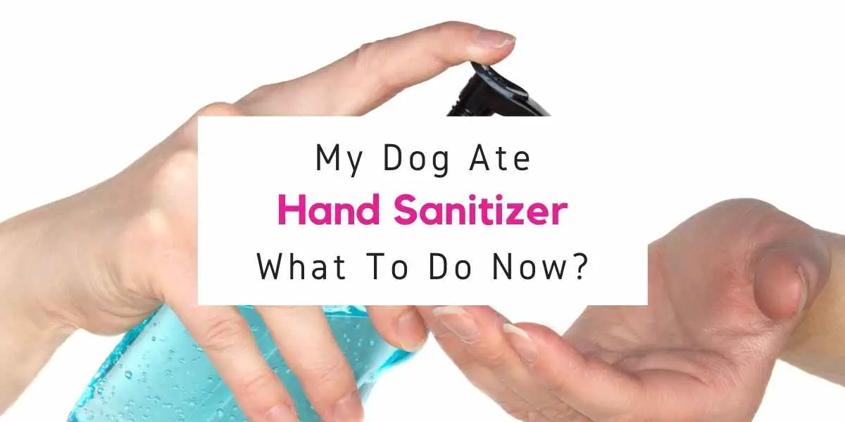 what to do if dog ate hand sanitizer