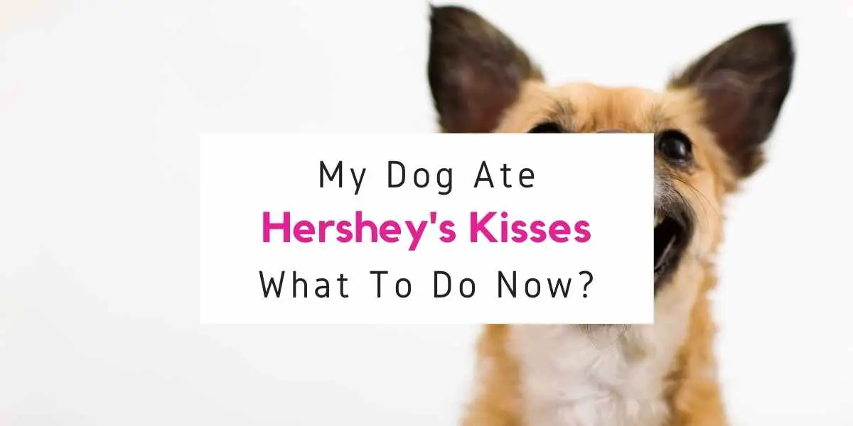what to do if dog ate hersheys kisses