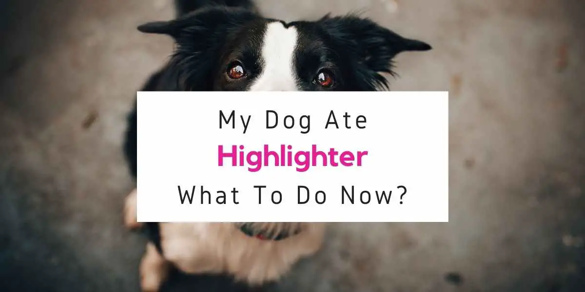 what to do if dog ate highlighter