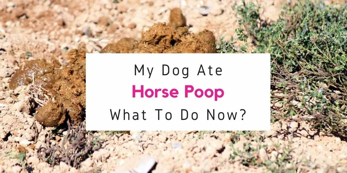 what to do if dog ate horse poop