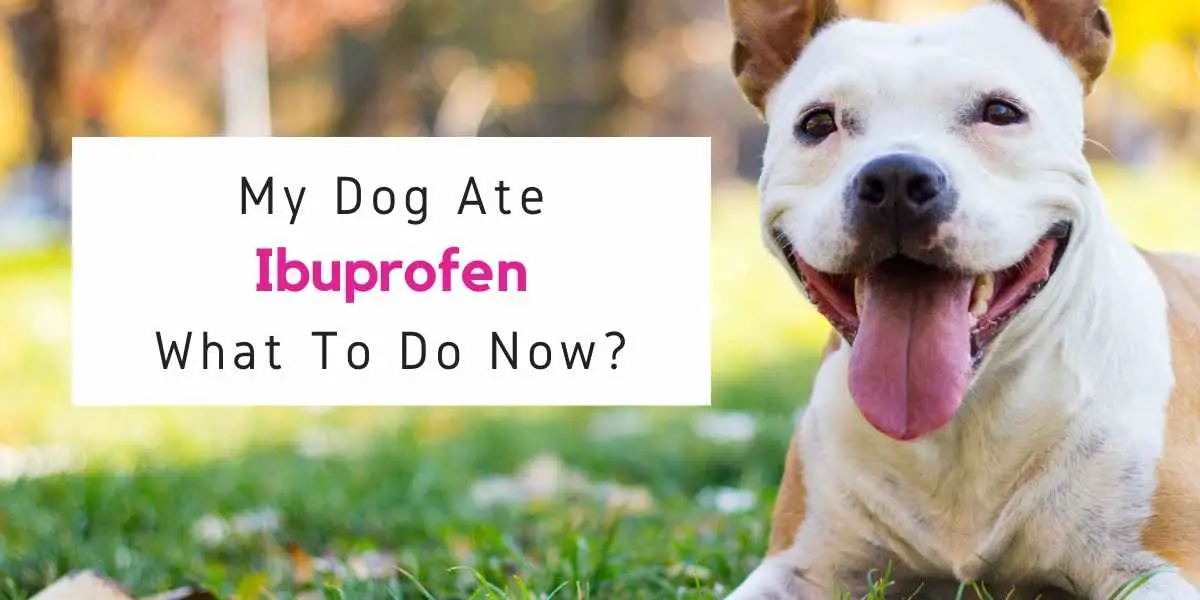 what to do if dog ate ibuprofen