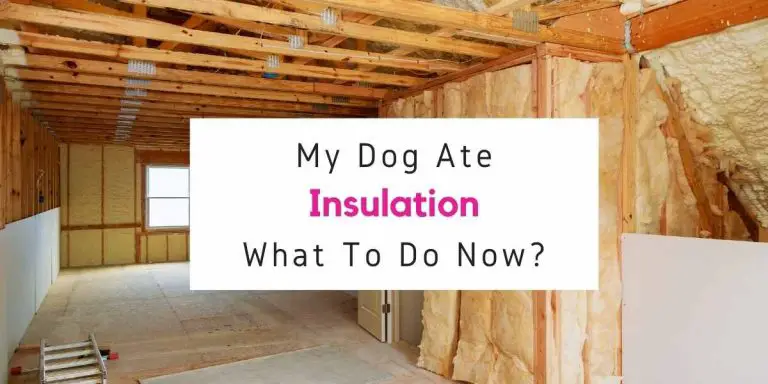 My Dog Ate Insulation - What Should I Do Now? - animalfactstoday.com