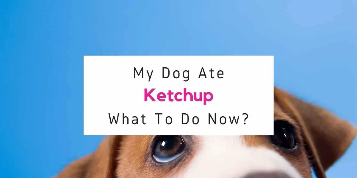 what to do if your dog ate ketchup