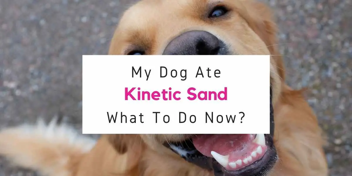 what to do if dog ate kinetic sand