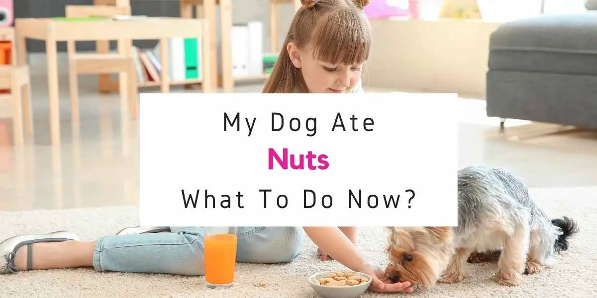 what to do if dog ate nuts