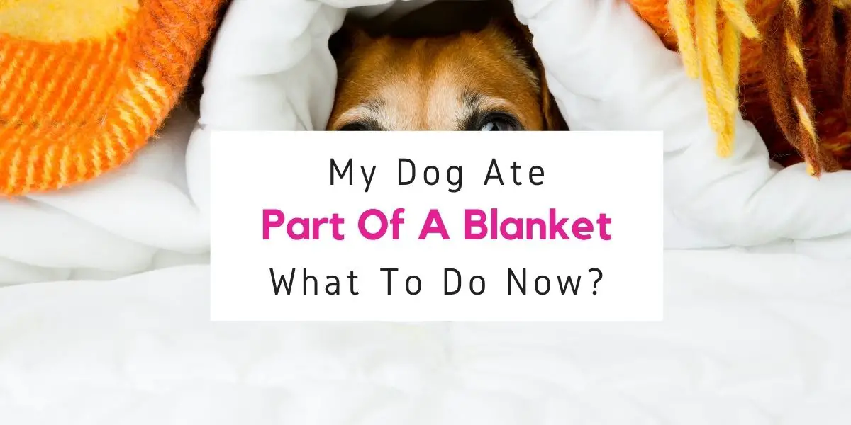what to do if your dog ate part of a blanket