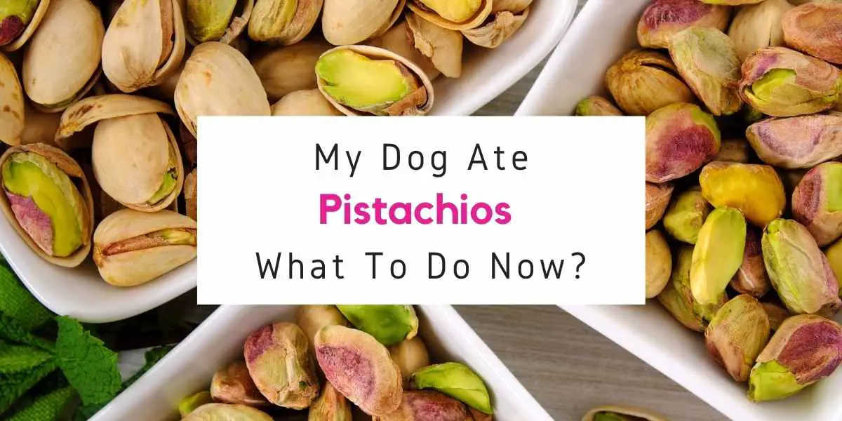 what to do if dog ate pistachios with shells