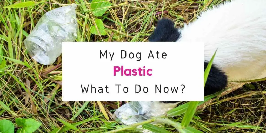 my-dog-ate-plastic-what-should-i-do-now-animalfactstoday