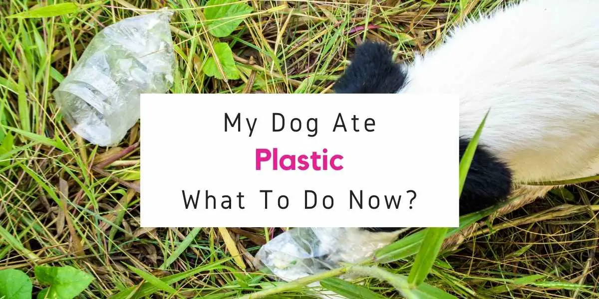 what to do if dog ate plastic