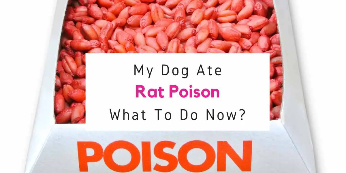 what to do if dog ate rat poison