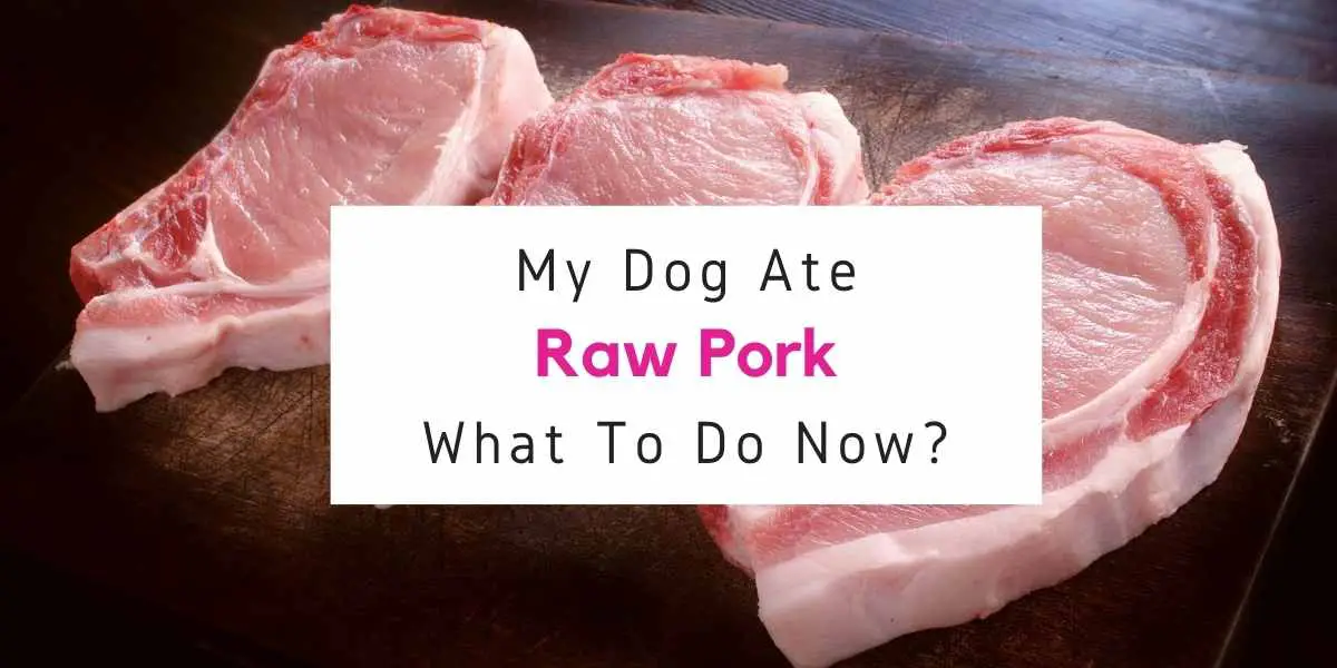 what to do if dog ate raw pork