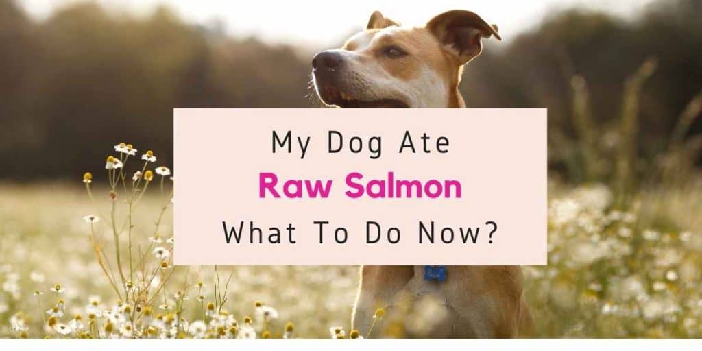 what should i do if my dog ate raw salmon