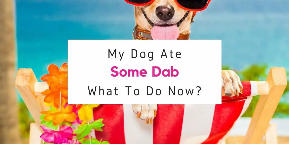 what to do if your dog ate some dab
