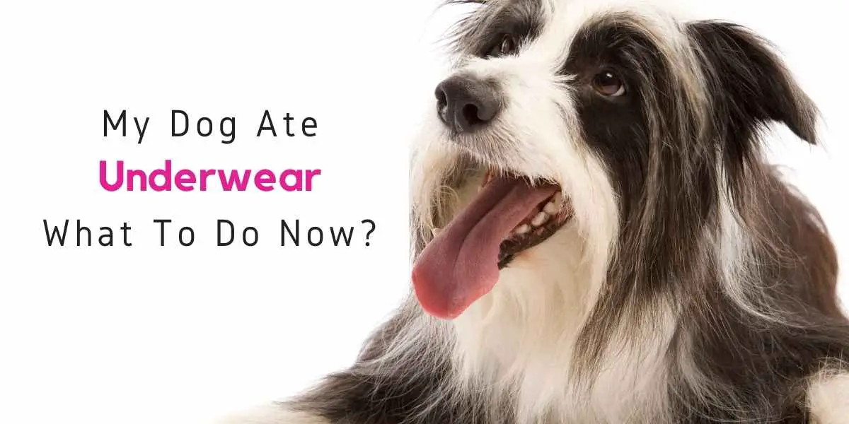 what to do if dog ate underwear