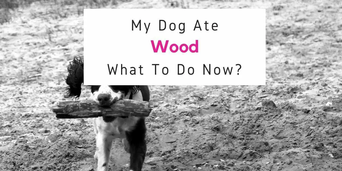 what to do if dog ate wood