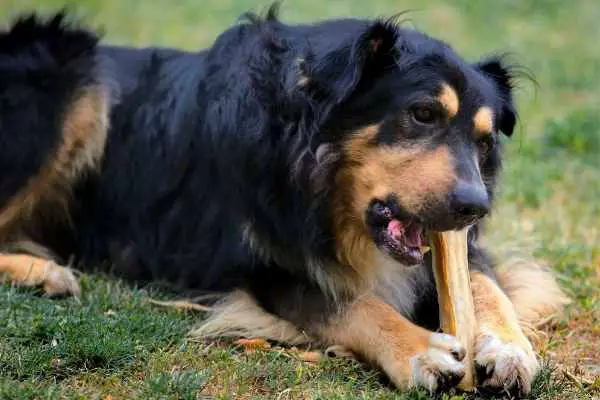 dog with a rib bone in mouth