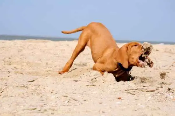 dog playing with sand on a beach