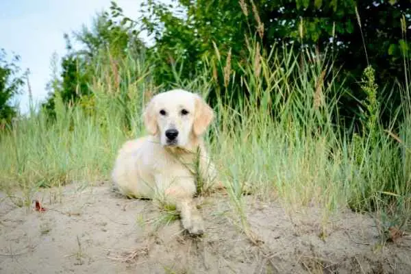 dog sitting comfortably on sand