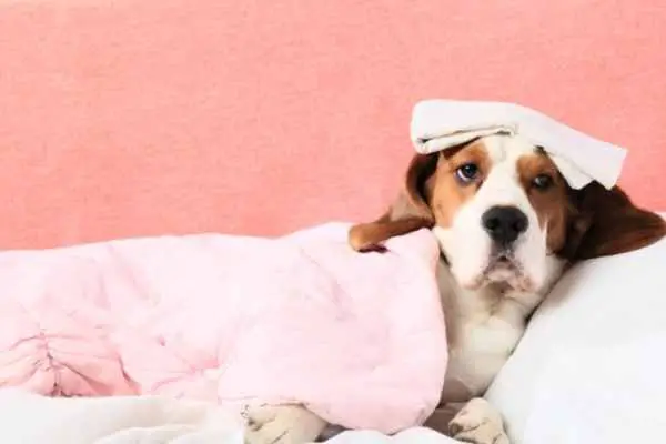 dog in bed feeling sick