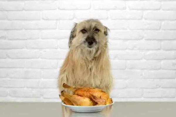 dog with fried chicken in front 