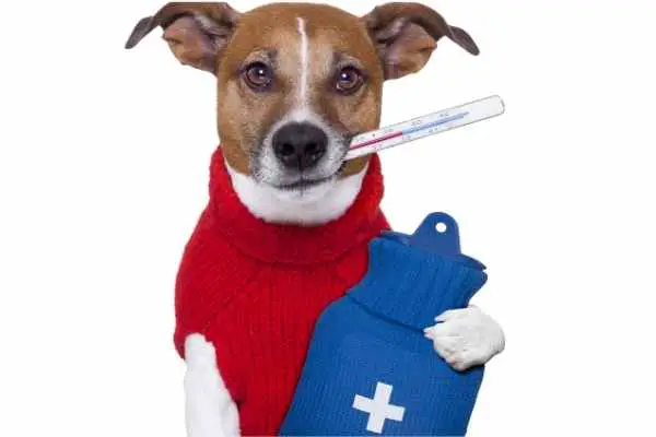 dog with first aid and thermometer