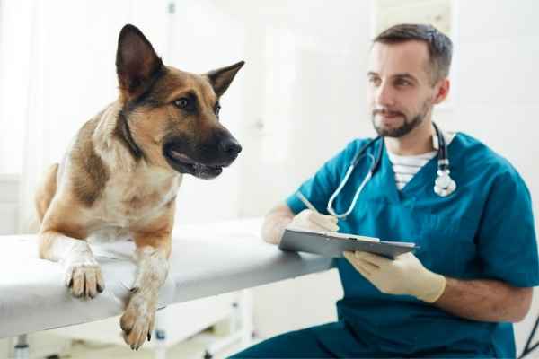 dog with the vet