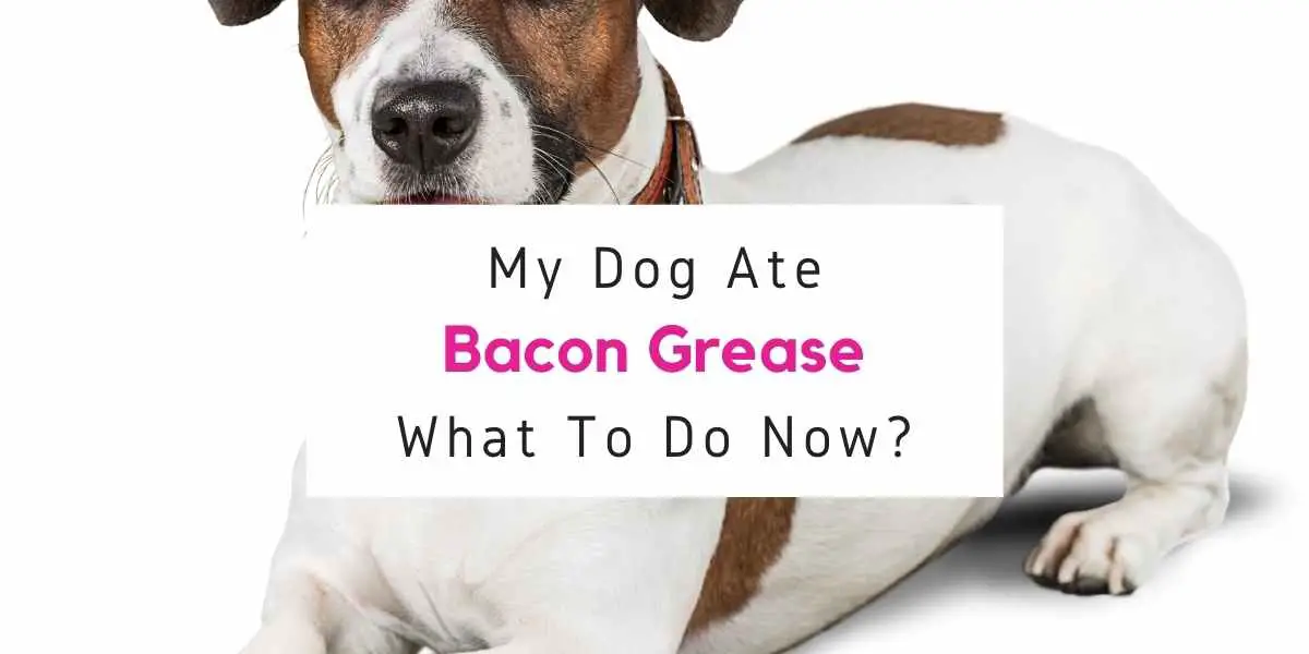 what to do if dog ate bacon grease