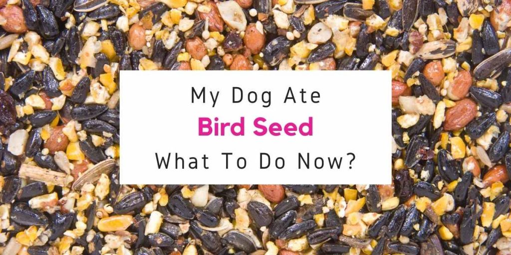 My Dog Ate Bird Seed - What Should I Do Now? - animalfactstoday.com