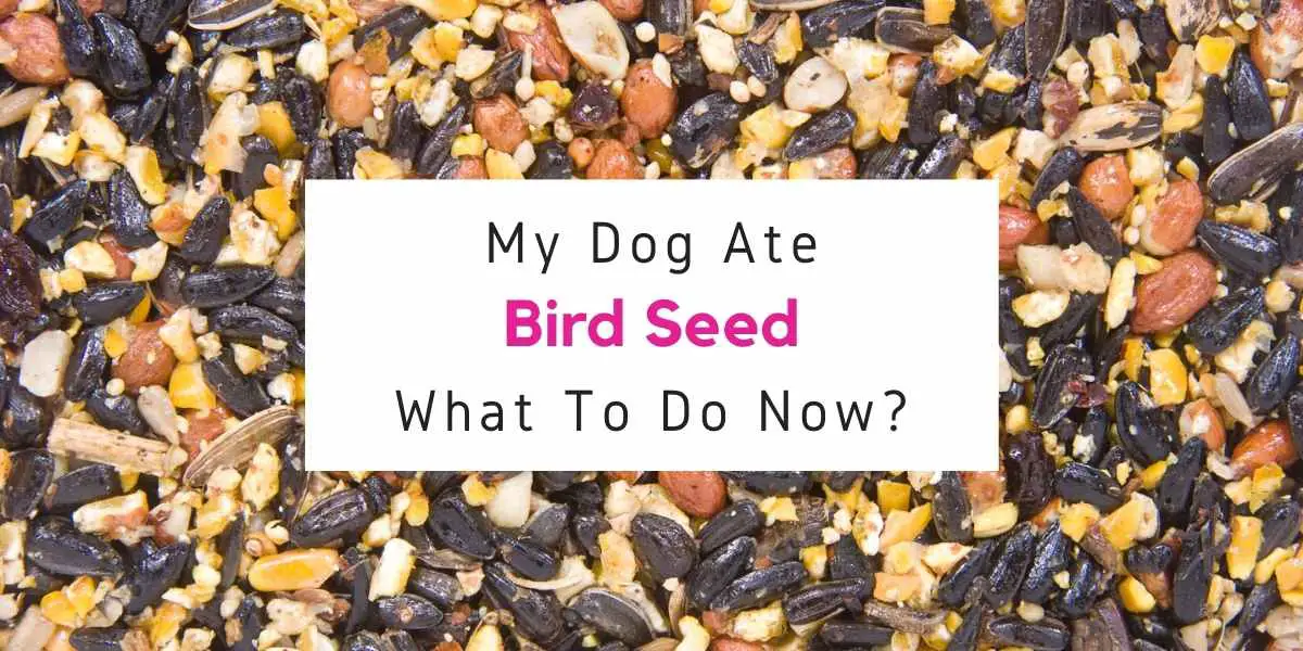 what to do if dog ate bird seed