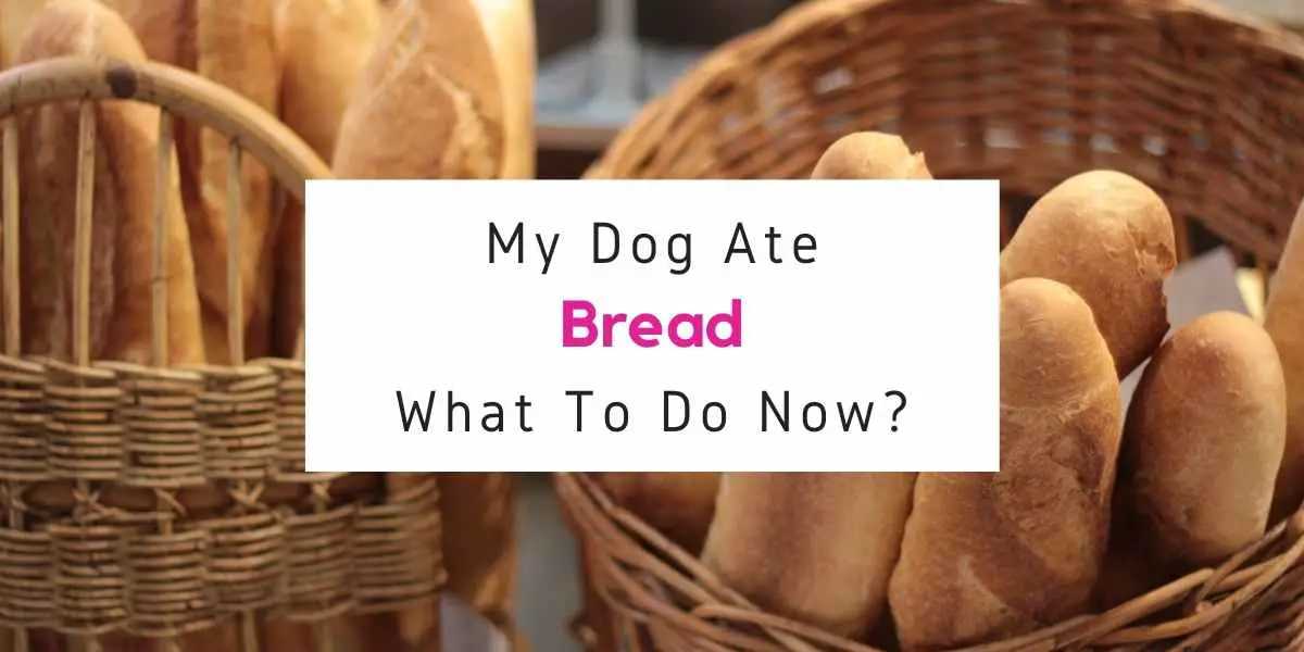 what to do if dog ate bread