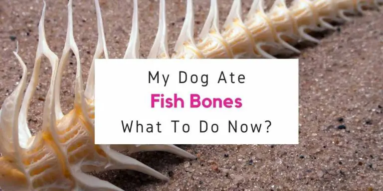 my-dog-ate-fish-bones-what-should-i-do-now-animalfactstoday