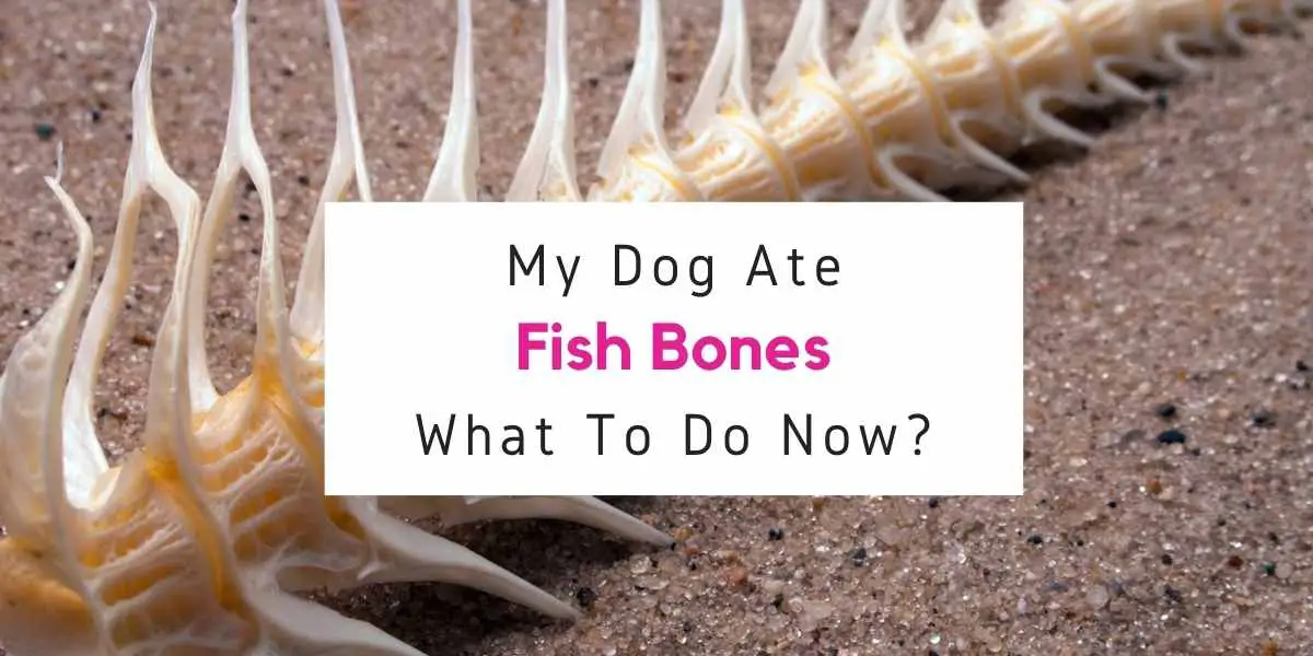 what to do if your dog ate fish bone