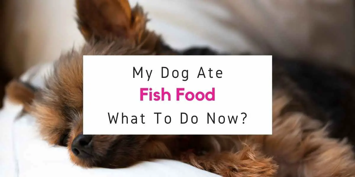 what to do if dog ate fish food