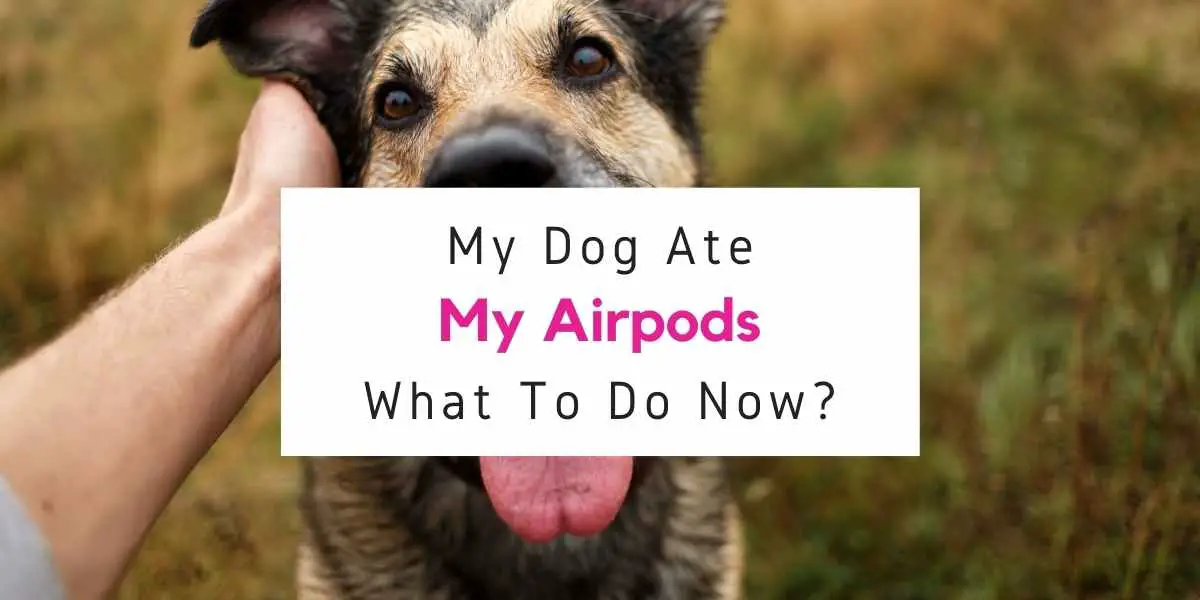 what to do if dog eats Airpods