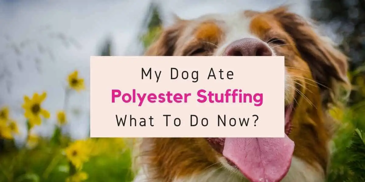 dog ate polyester stuffing