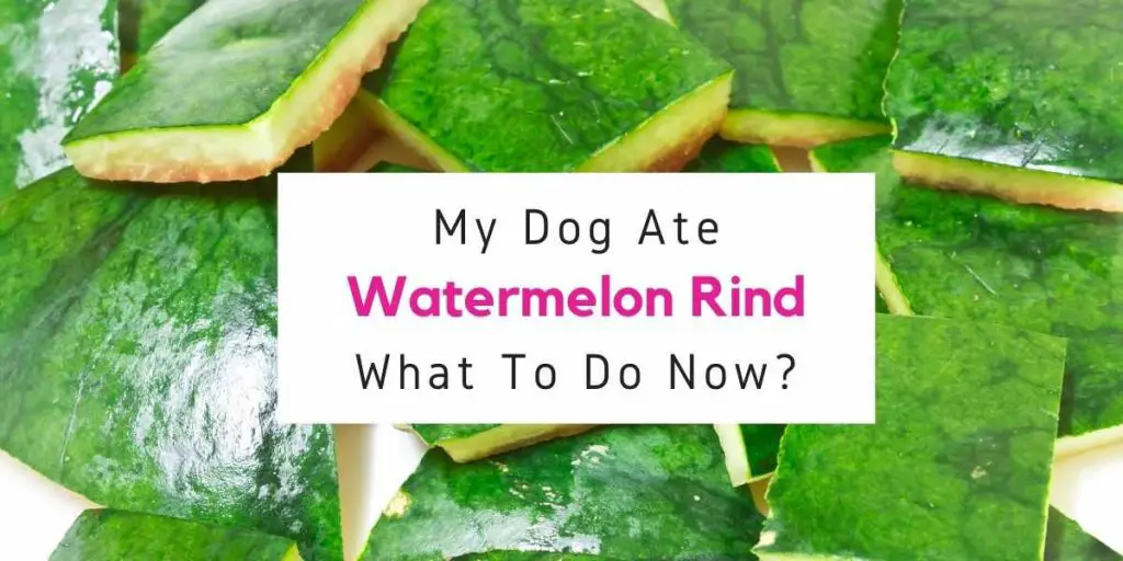 my-dog-ate-watermelon-rind-what-should-i-do-now