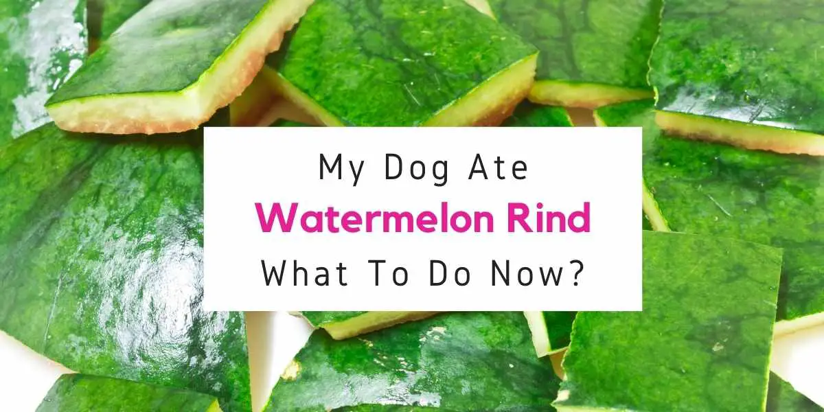what to do if your dog ate watermelon rind